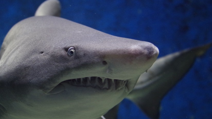 FOTO: Un niño de 8 años pesca un tiburón de 314 kilos
