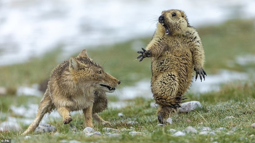 ¡No me toques!: Una marmota sorprendida por un zorro, mejor foto de fauna salvaje 2019 (FOTOS)