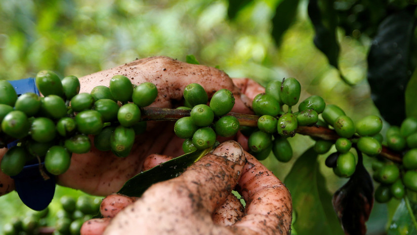 "Espíritu de paz": el café producido en Colombia por excombatientes de las FARC recibe un premio internacional