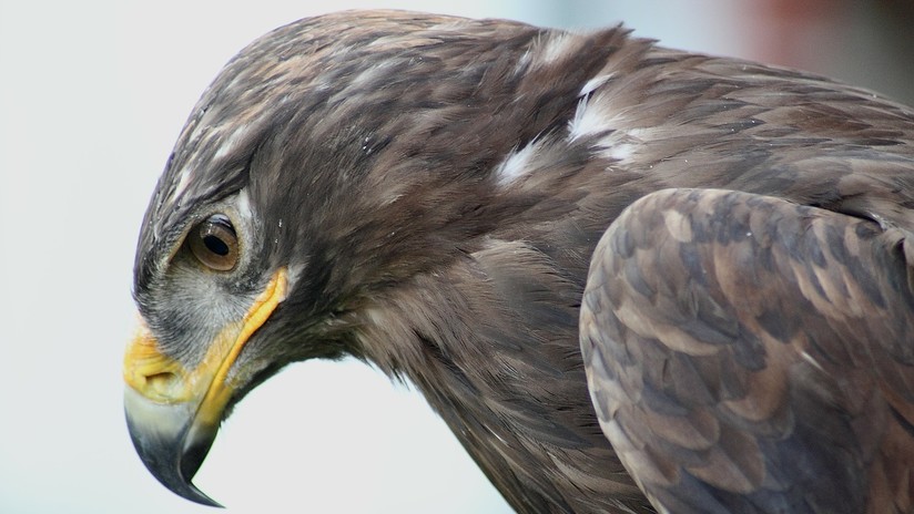 Un águila siberiana vuela a Irán y arruina a los ornitólogos 'enviando' costosos SMS