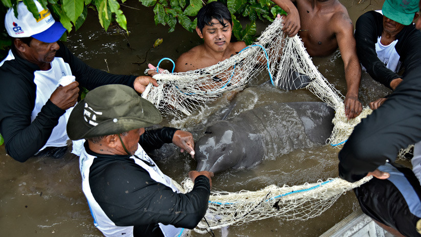VIDEO, FOTOS: Los delfines de la Amazonía, amenazados por las hidroeléctricas y la contaminación de mercurio