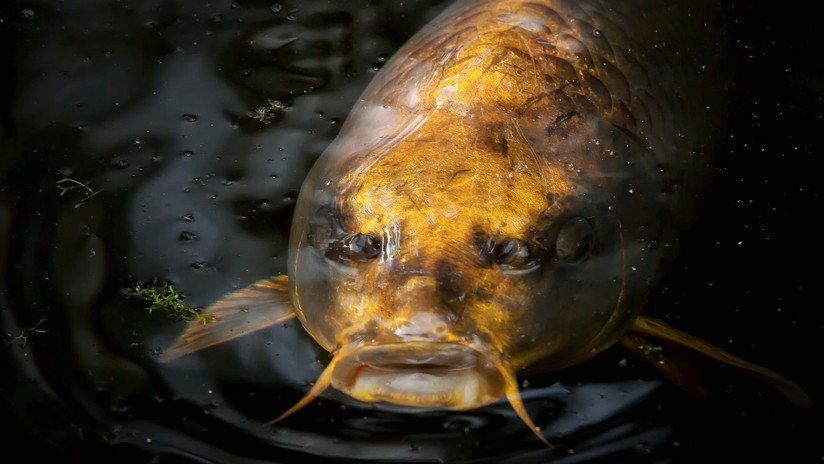 VIDEO: Captan un pez con 'rostro humano' en China