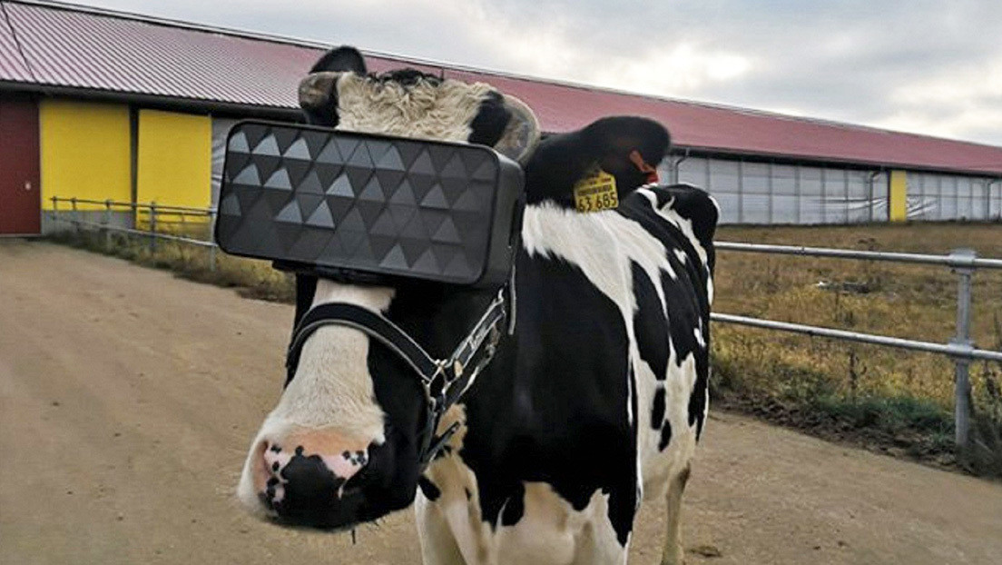 Gafas de realidad virtual para vacas rusas: ahora pastan en un campo imaginario