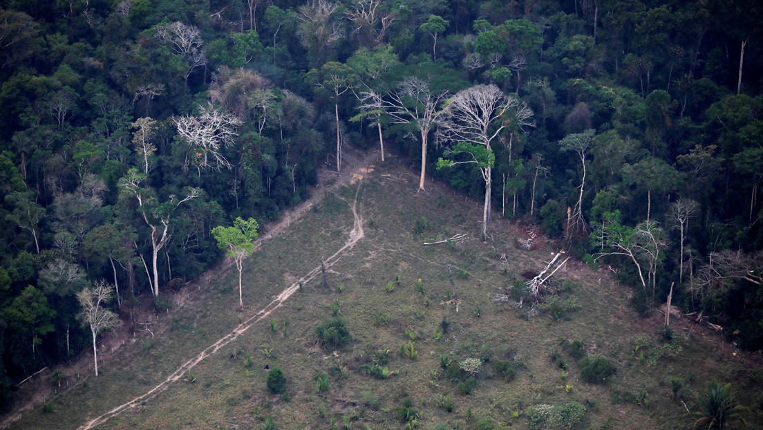 Alertan del saqueo de tierras indígenas en la Amazonía para la ganadería ilegal: "Es una amenaza para todo el ecosistema del planeta"