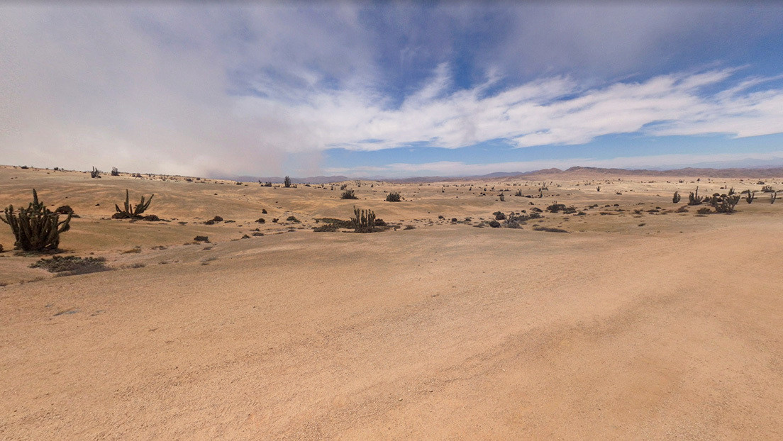 Hallan en el desierto de Atacama una comunidad biológica única que sobrevive gracias a la niebla