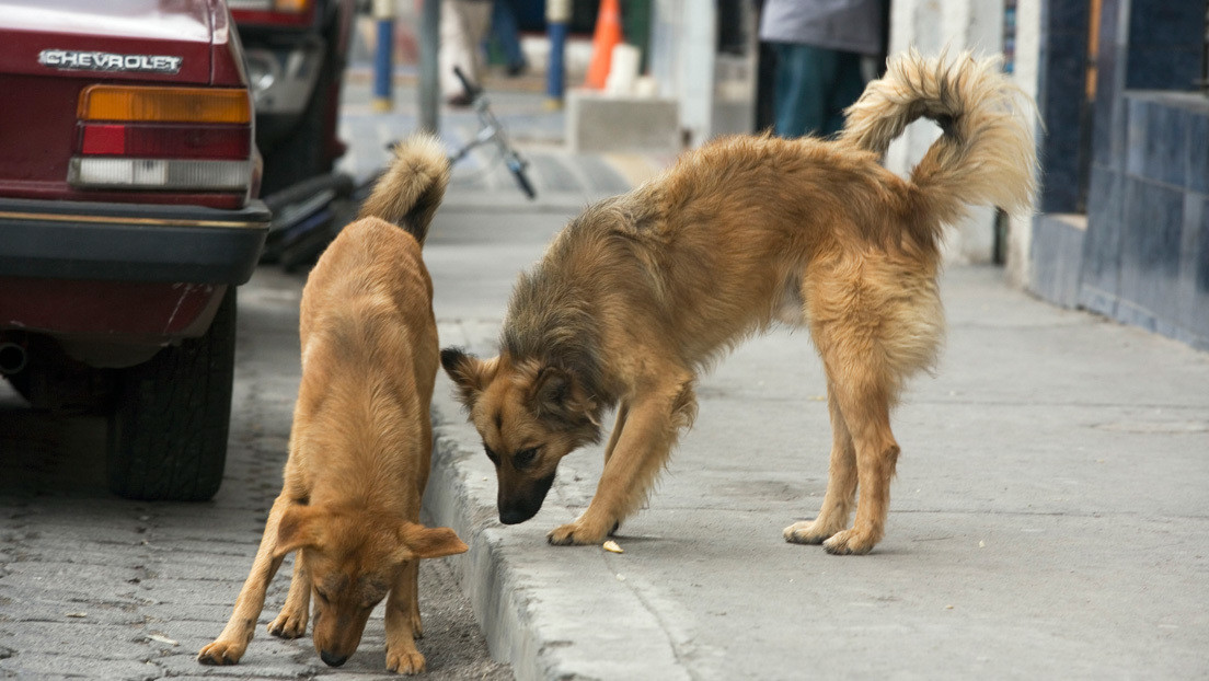 VIDEO: Dos perros salvan a una mujer de ser asaltada por un delincuente armado en Ecuador