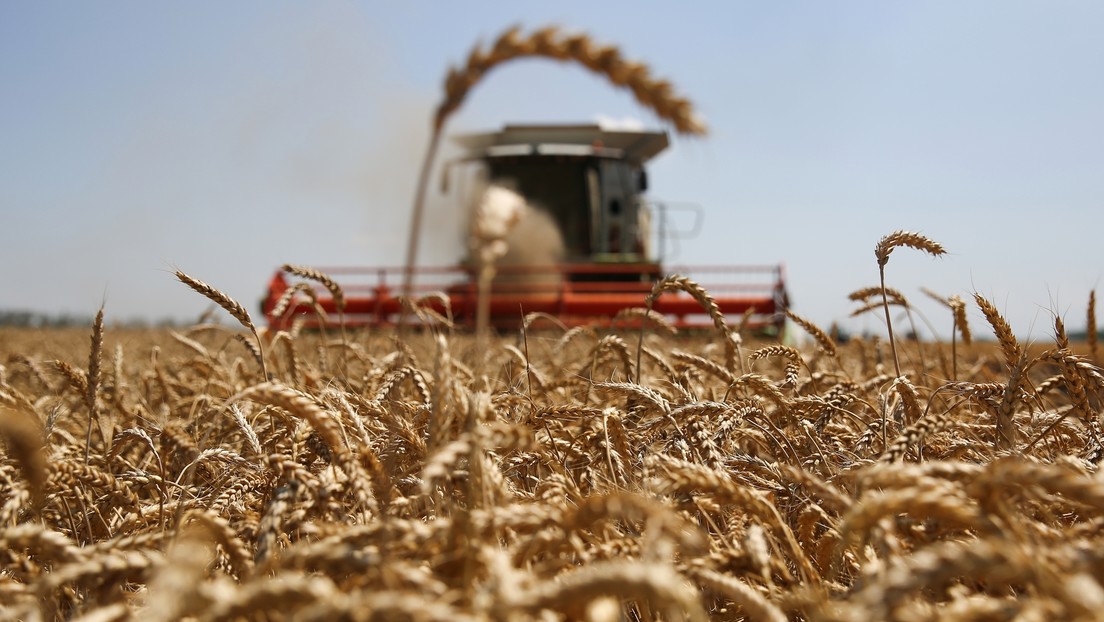 Putin: "Rusia se ha convertido en el primer exportador de trigo a nivel mundial"