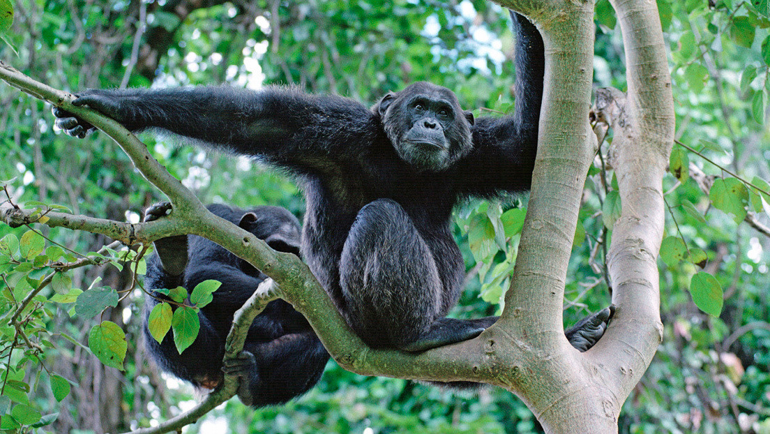 Científicos explican por qué los chimpancés lanzan piedras contra los árboles
