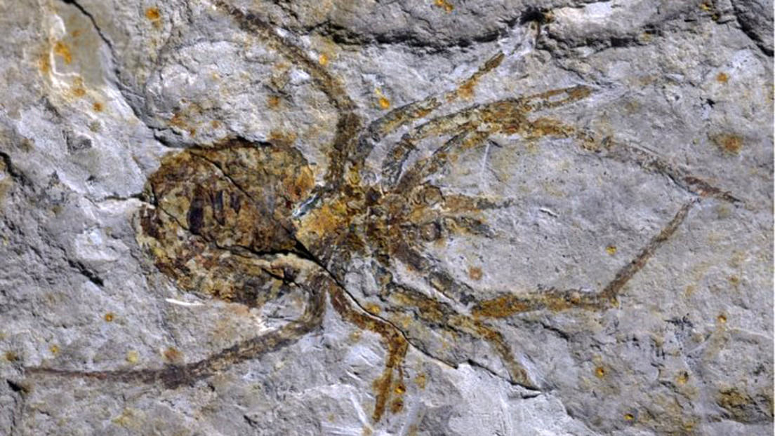 FOTOS: El fósil de una 'araña' prehistórica no es lo que se pensaba