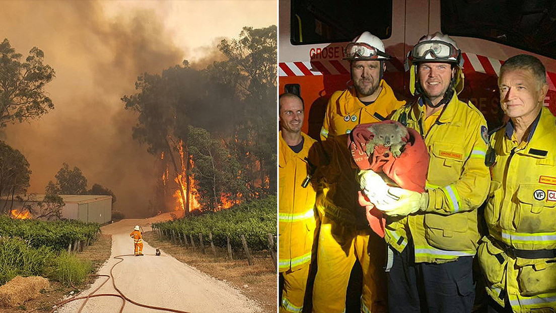 FOTOS: Bomberos australianos se ganan el aplauso de las redes con sus rescates de koalas de los incendios fortestales