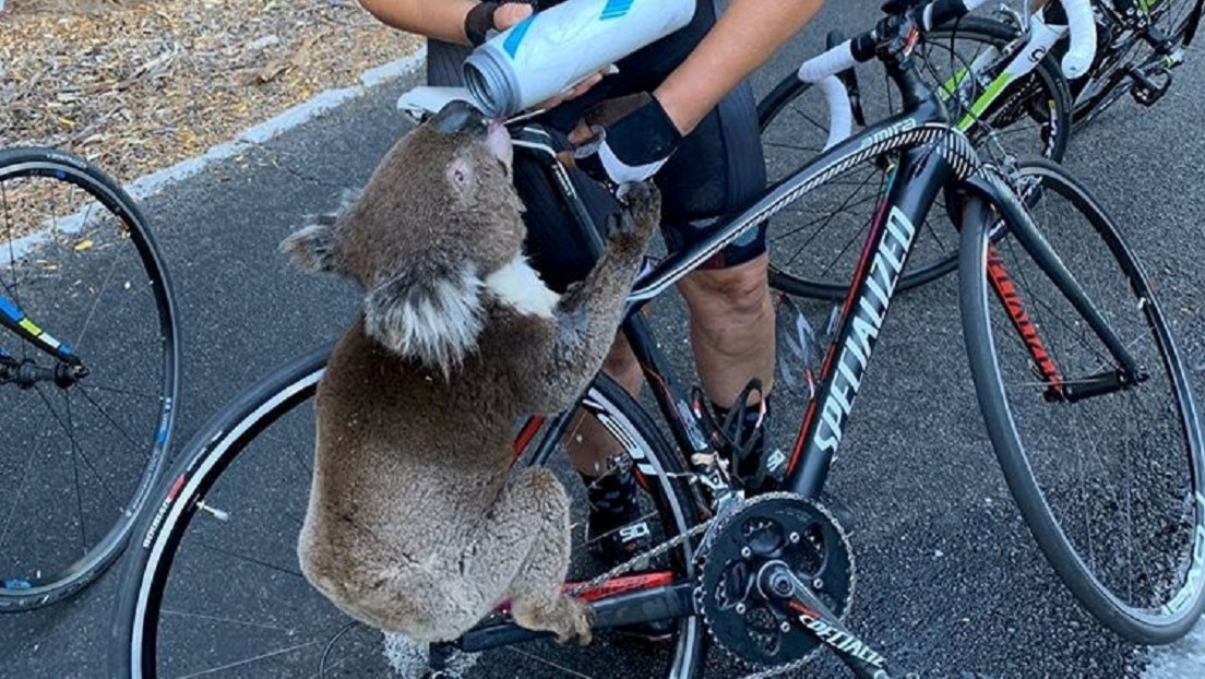 VIDEO: Un koala agotado por la sed para a una ciclista australiana en busca de ayuda