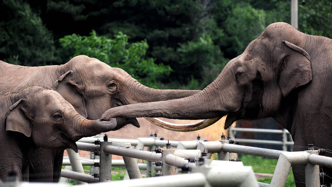 Un elefante en celo de dos toneladas de peso mata a pisotones a su cuidador a la vista del público