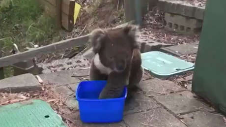 VIDEO: Un koala pide agua a los lugareños en medio de una ola récord de calor en Australia