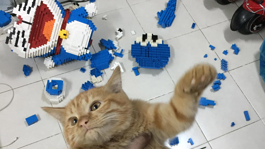 FOTOS: Construye una escultura de más de 2.400 piezas y su gato la destruye sin remordimientos