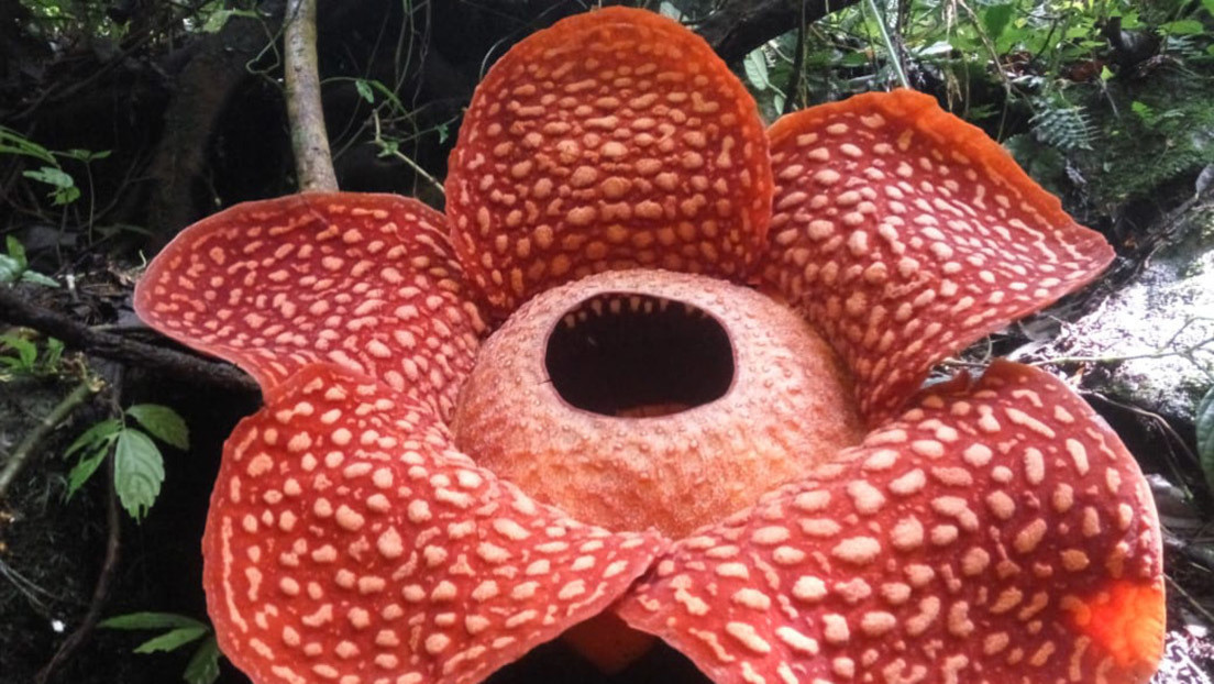 Florece en Indonesia la flor más grande del planeta