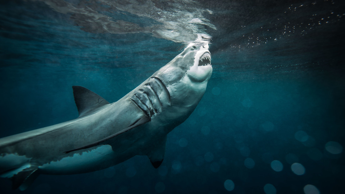 Un buzo fallece al ser atacado por un gran tiburón blanco en las aguas de Australia