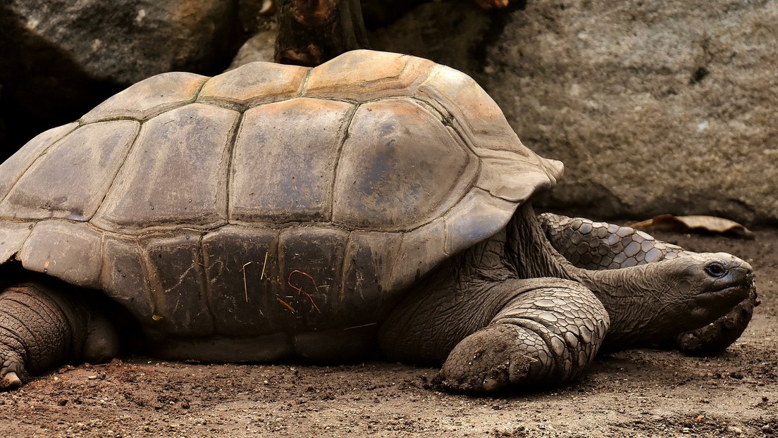 La tortuga que salvó a su especie de la extinción regresa a su hábitat en las islas Galápagos