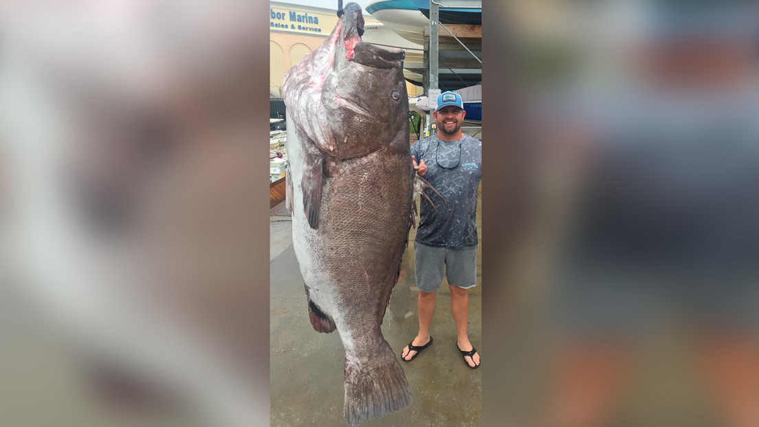 FOTOS: Atrapa un enorme pez de casi 160 kilos en Florida y resulta ser de una especie casi amenazada que sorprende con su edad
