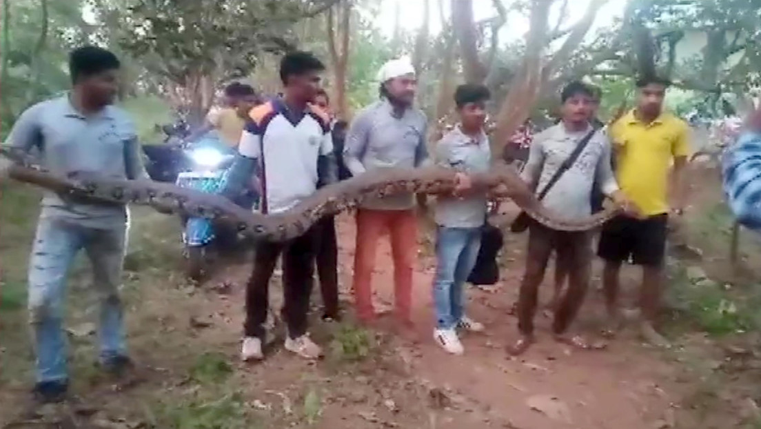 VIDEO: Sacan seis gigantescas pitones de una tubería en la India