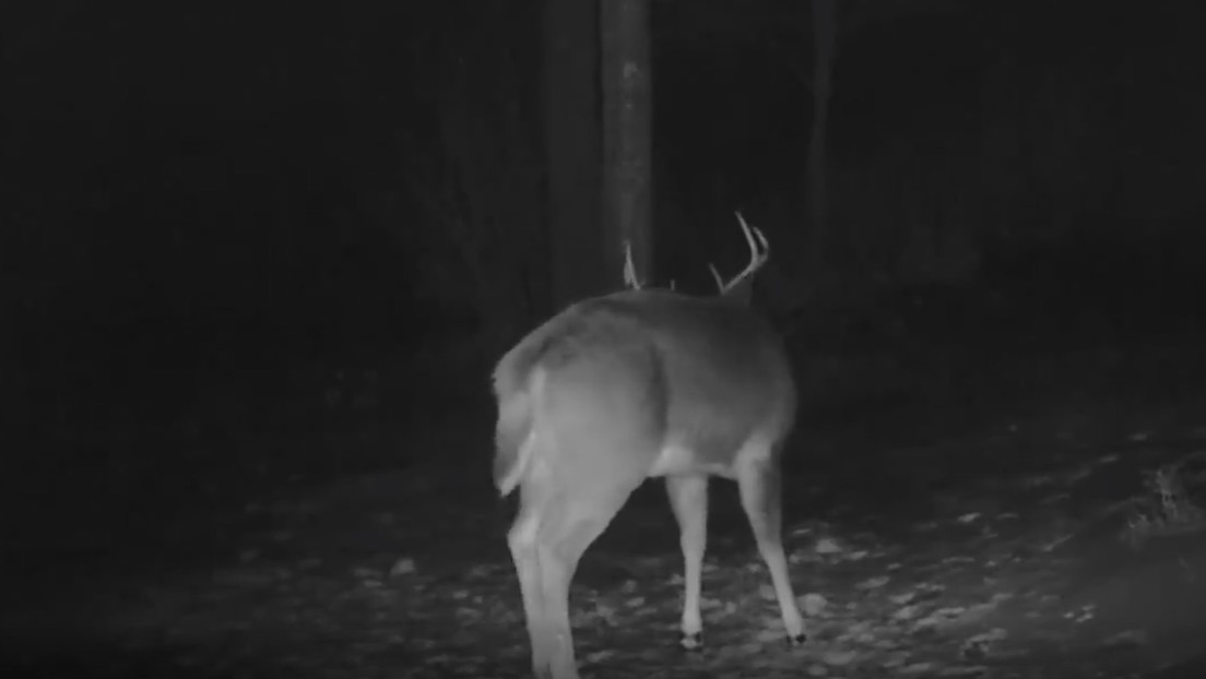 Un video "único" muestra el momento en que un ciervo muda la cornamenta