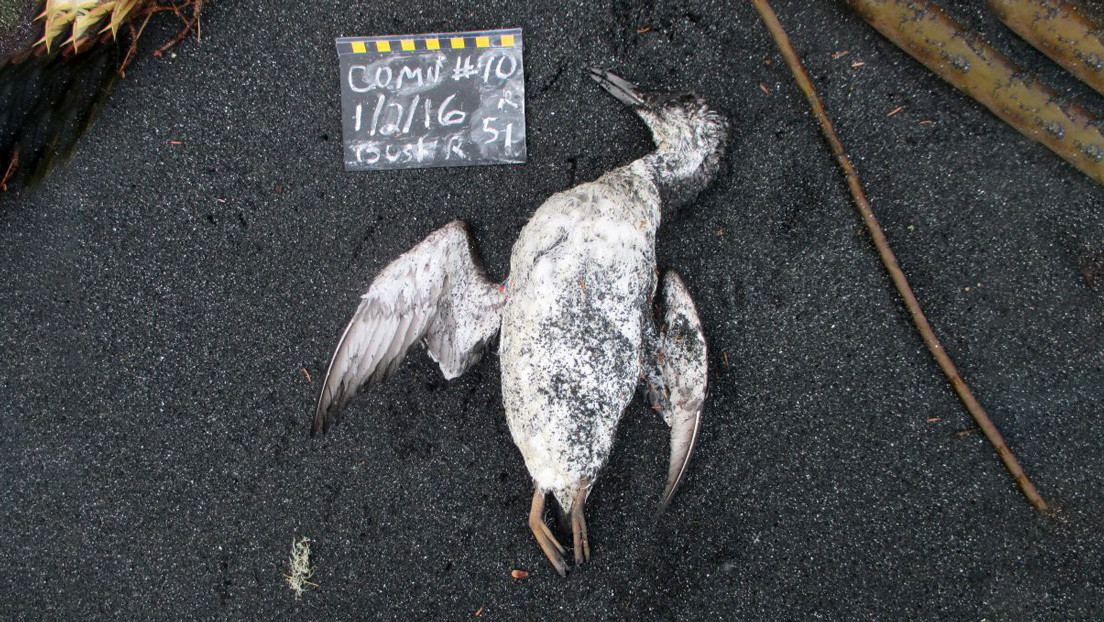 Una 'mancha' de agua caliente en el Pacífico provoca la muerte de un millón de aves