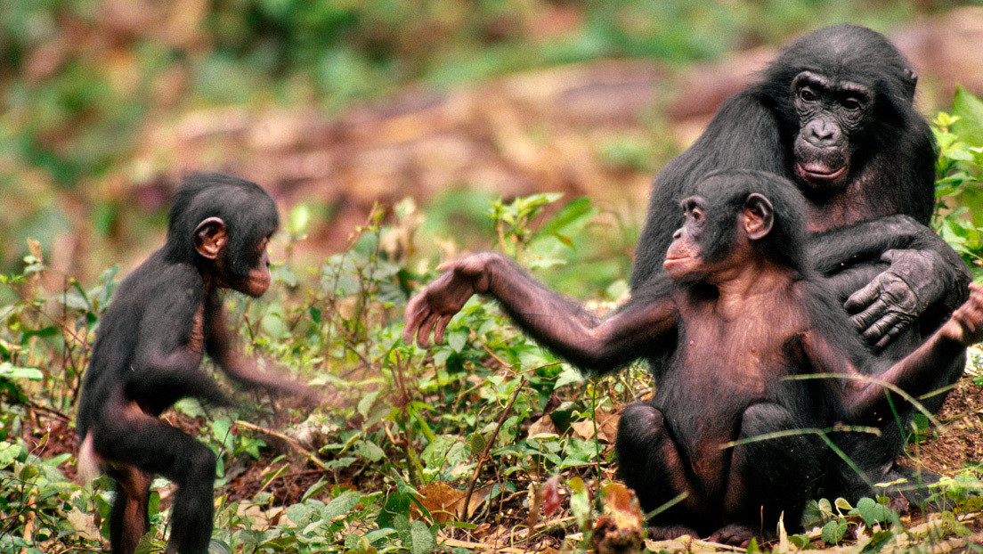 Científicos revelan los vínculos sociales de los chimpancés machos jóvenes con sus hermanos e individuos viejos