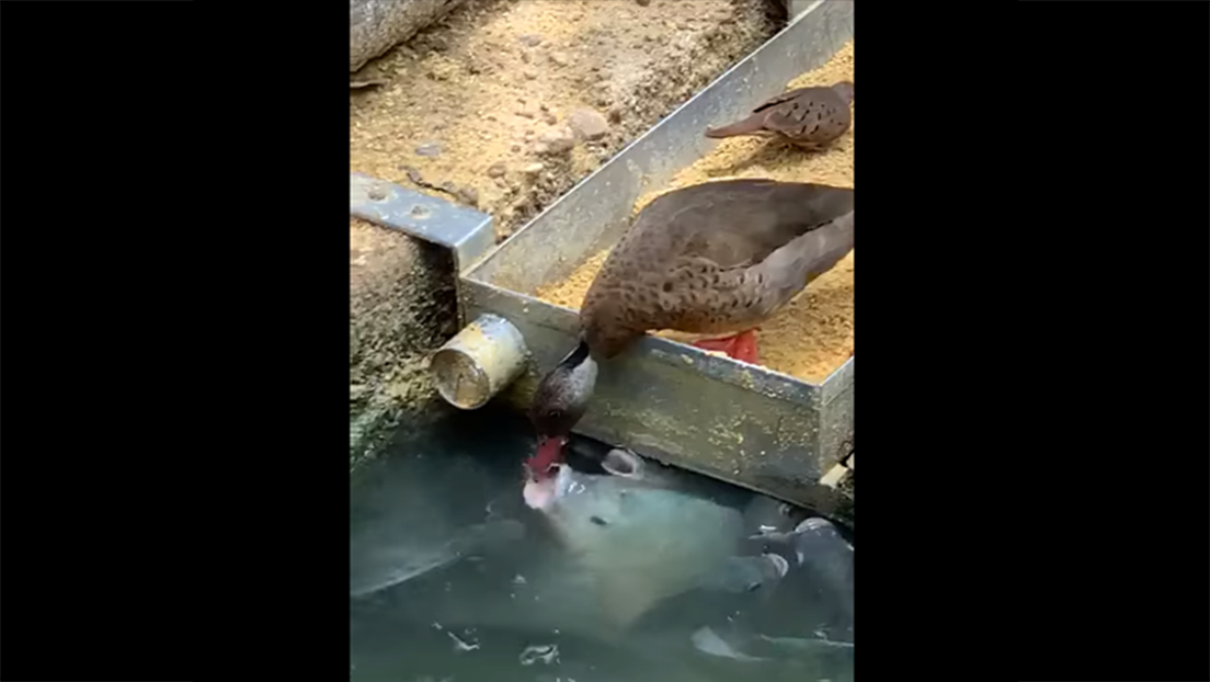 VIDEO: Un pato generoso pone su comida en la boca de los peces hambrientos