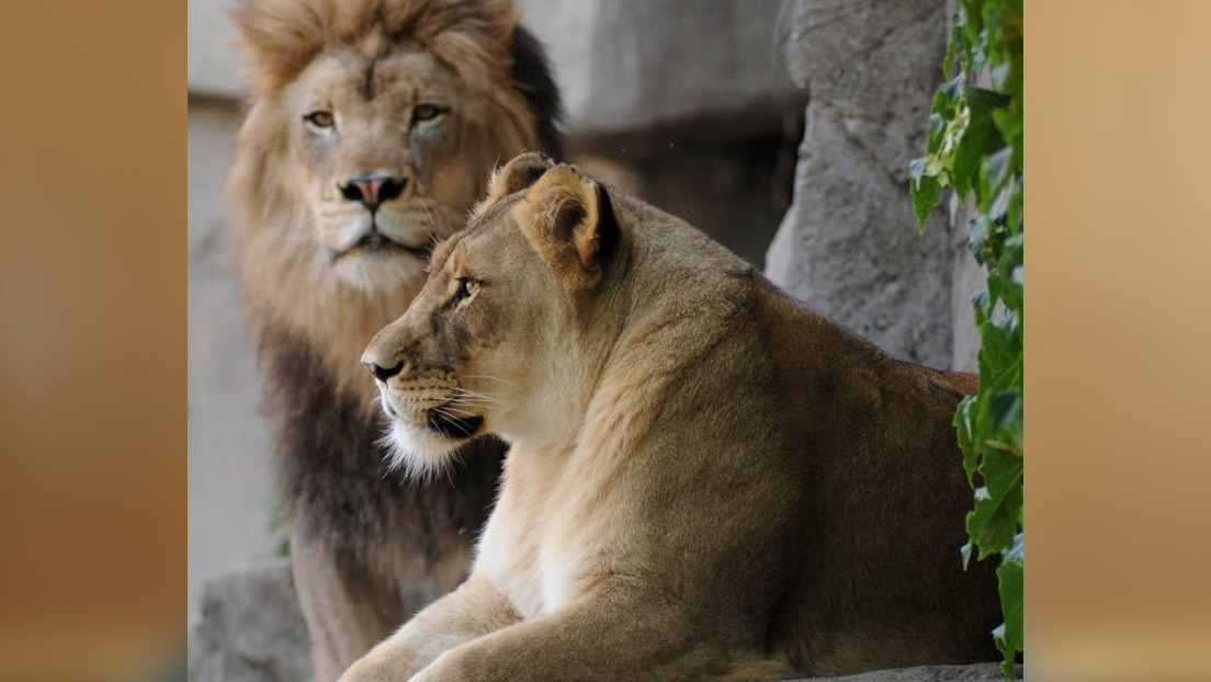 Una leona de un zoológico sufre una caída y es sacrificada días después de perder a su pareja