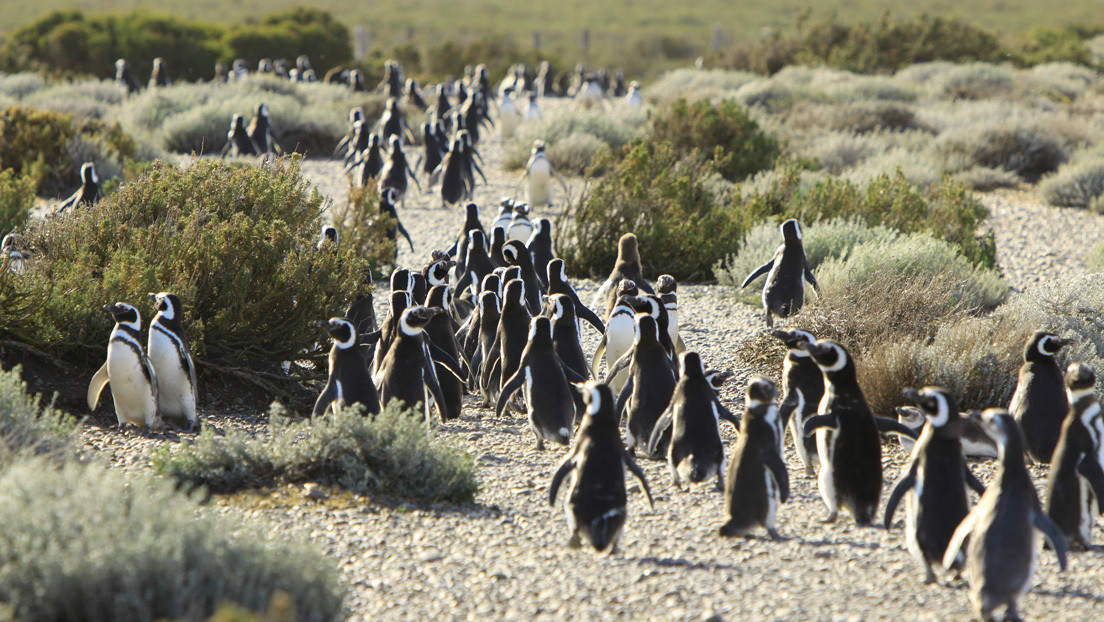 Demandan a turistas que tomaron del cuello a pingüinos para fotografiarse en un área protegida de Argentina