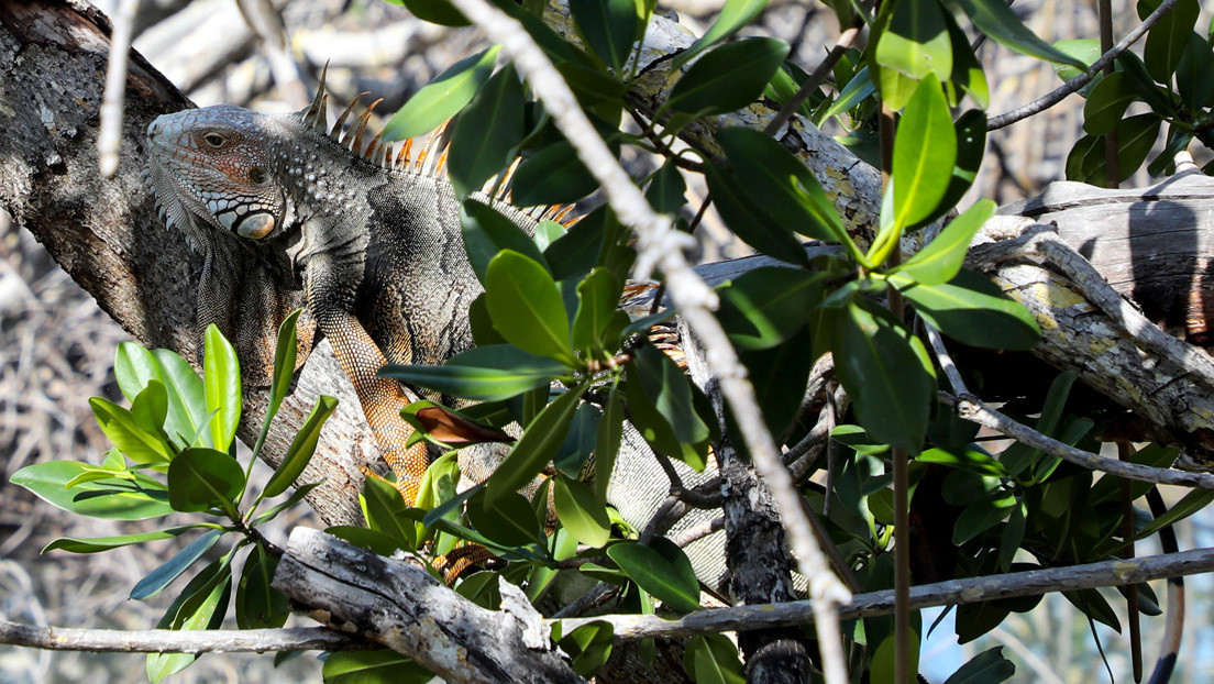 Emiten una alerta en Florida ante el riesgo de que las iguanas congeladas caigan de los árboles