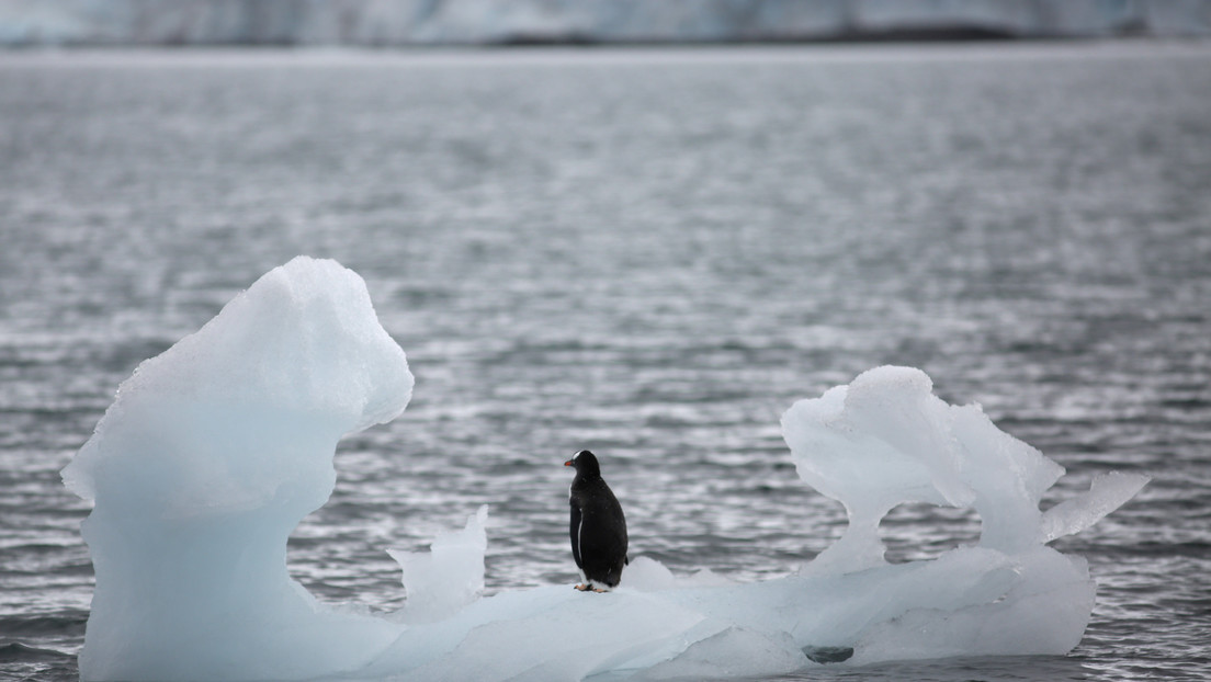 Alarma en "la última frontera": Científicos descubren con "tristeza" la gran cantidad de plástico que llega a la Antártida