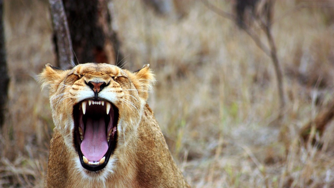 VIDEO: Una leona hambrienta saca a un jabalí de su madriguera en Sudáfrica