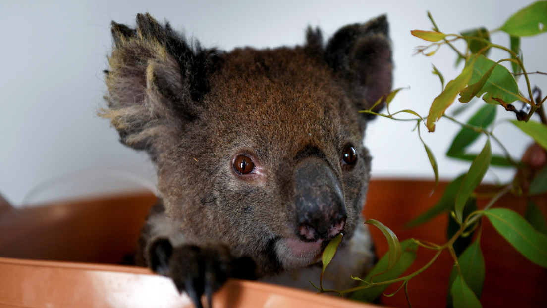 Una estrella de la televisión británica propone vender la piel de los koalas muertos en los incendios de Australia