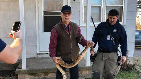 Un hombre buscaba sus llaves entre los cojines de su sofá y encuentra una boa constrictor de dos metros de largo