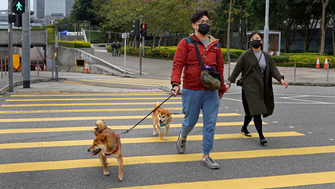 Activistas salvan a más de mil mascotas encerradas en casas vacías de Wuhan por el coronavirus