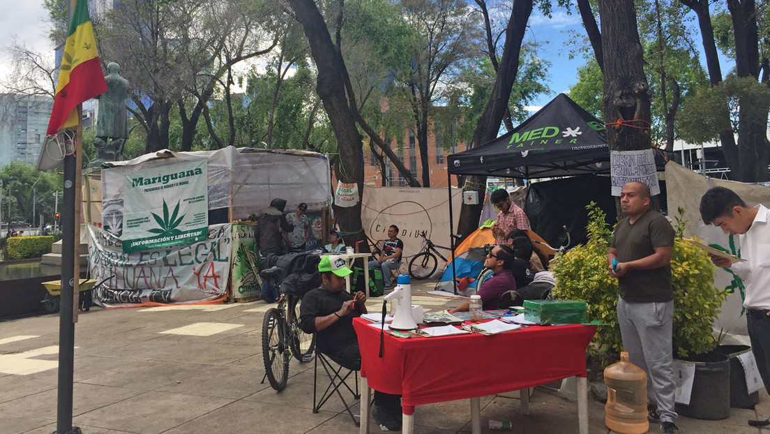 Cuenta regresiva para la legalización de la marihuana en México