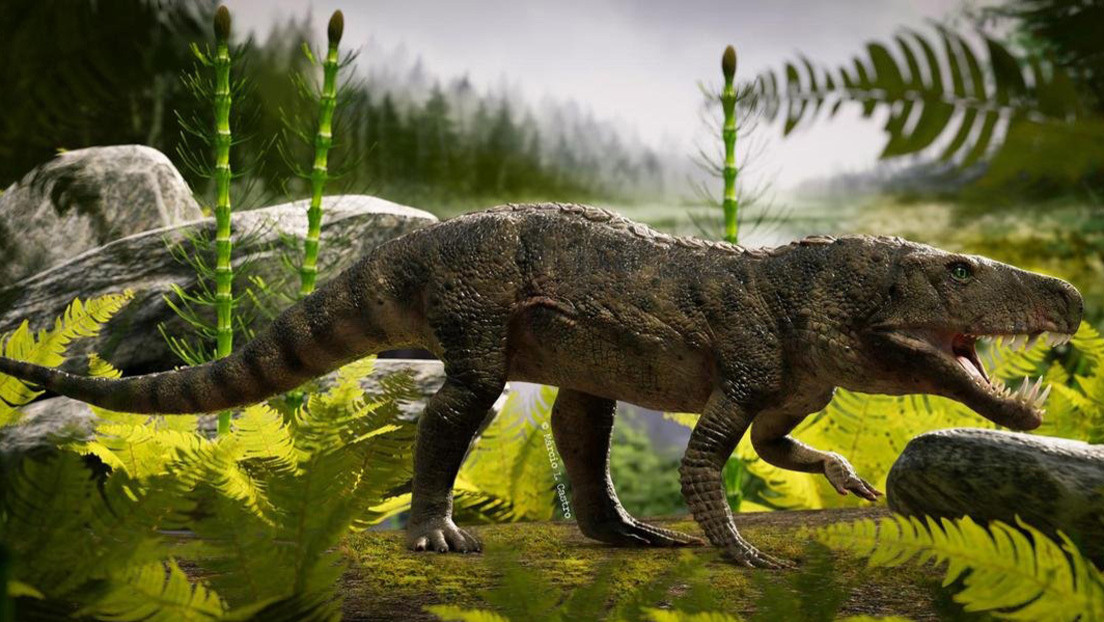 Hallan el fósil de un raro reptil prehistórico nunca antes visto en Brasil