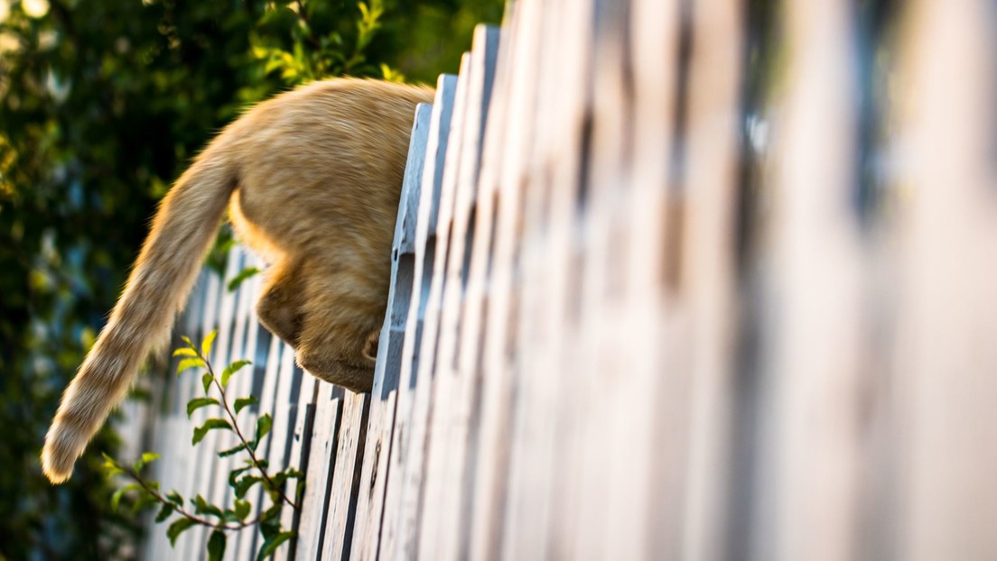 VIDEO: Un gato entrado en carnes se atasca en una valla pero logra liberarse
