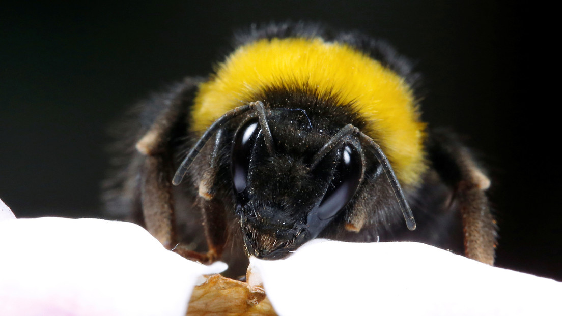 Los abejorros 'caen como moscas' por el calentamiento global: podrían extinguirse en unas décadas