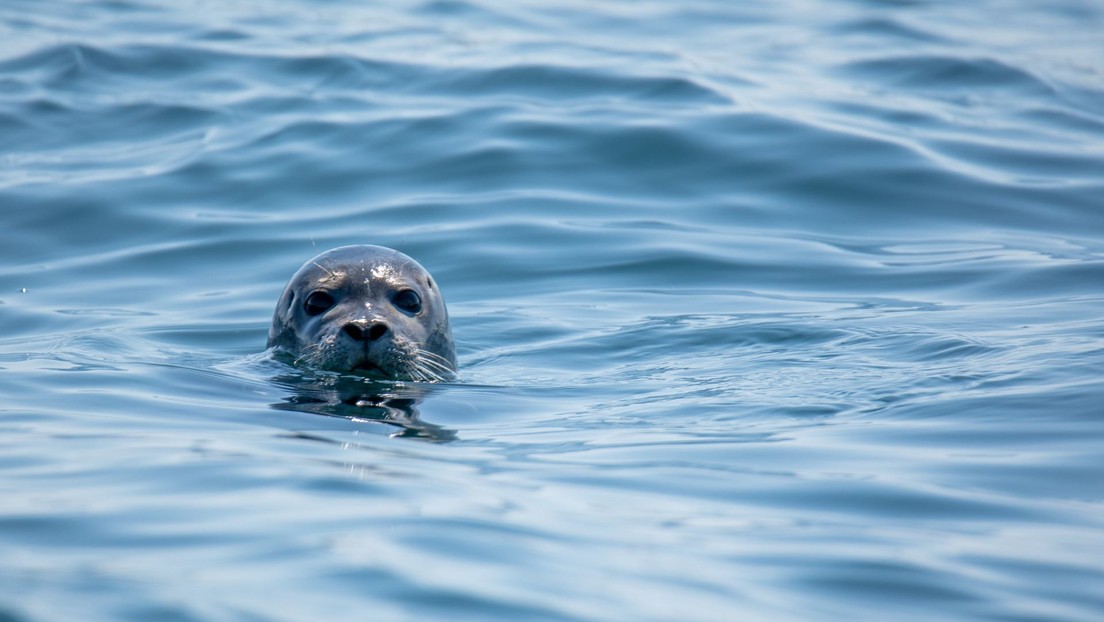 VIDEO: Una foca sorprende a un surfista y se interpone en su camino