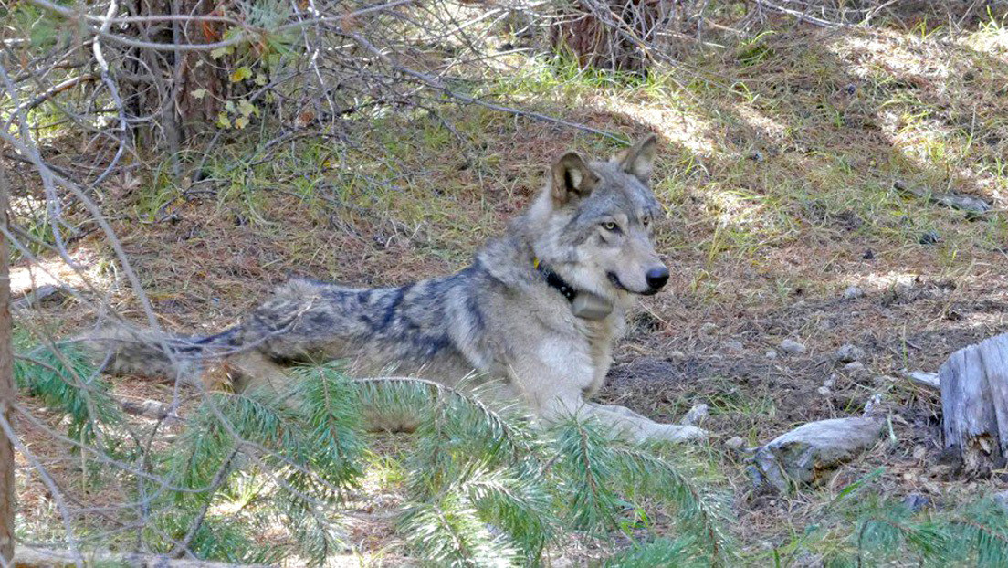 Una loba gris protegida muere en California tras recorrer 14.000 km en busca de pareja