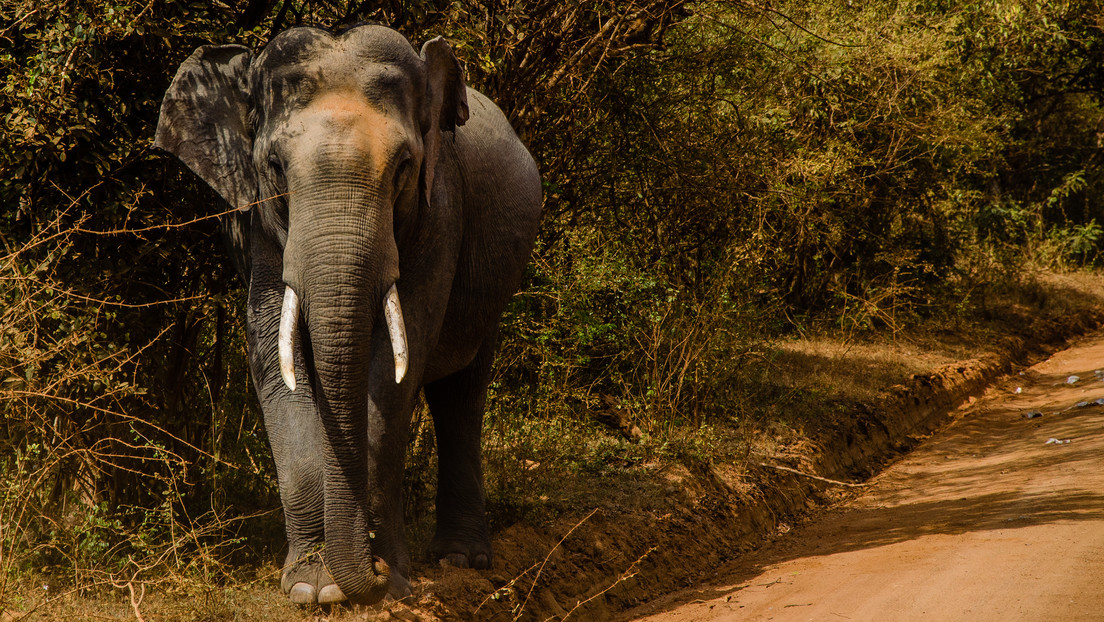 VIDEO: Un elefante indio detiene un auto con turistas para quitarles la comida