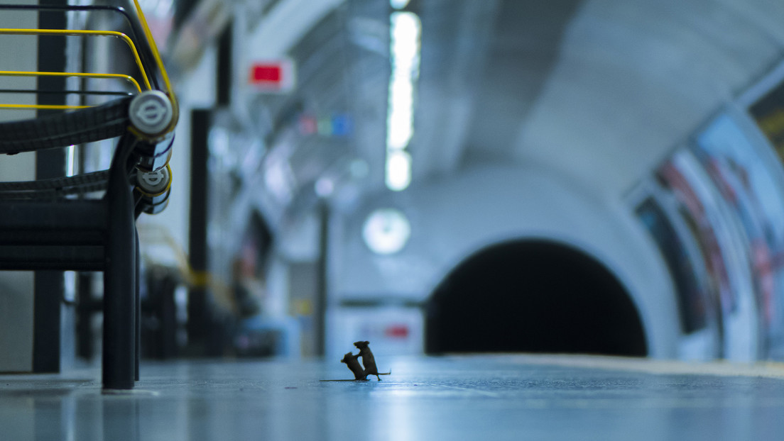 Pelea de dos ratones por unas migas en el metro, la premiada fotografía de película que corta la respiración