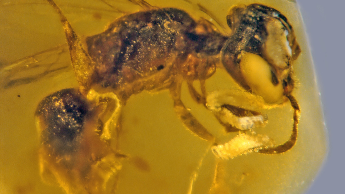 FOTOS: La abeja más antigua conocida se conserva en ámbar y tiene rasgos carnívoros