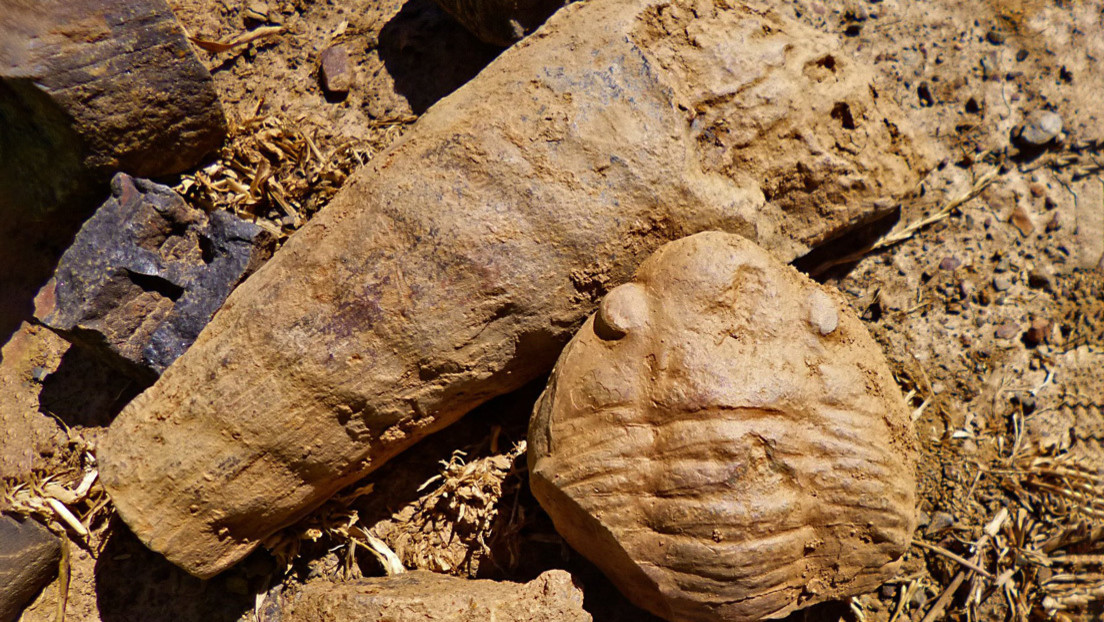 Descubren en España un "raro fósil marino" de hace 465 millones de años