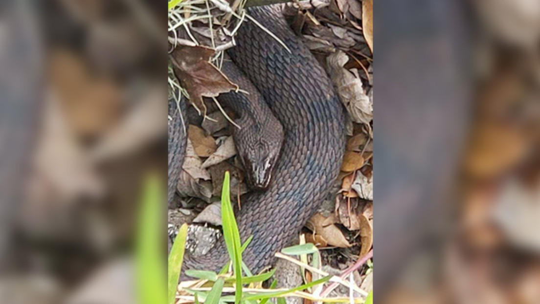 Apareamiento masivo de serpientes obliga a cerrar parte de un parque en EE.UU.