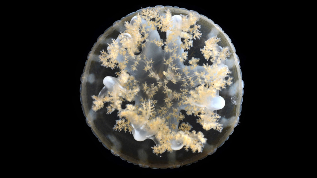 Las medusas de este tipo 'pican' a distancia con bombas de ácido