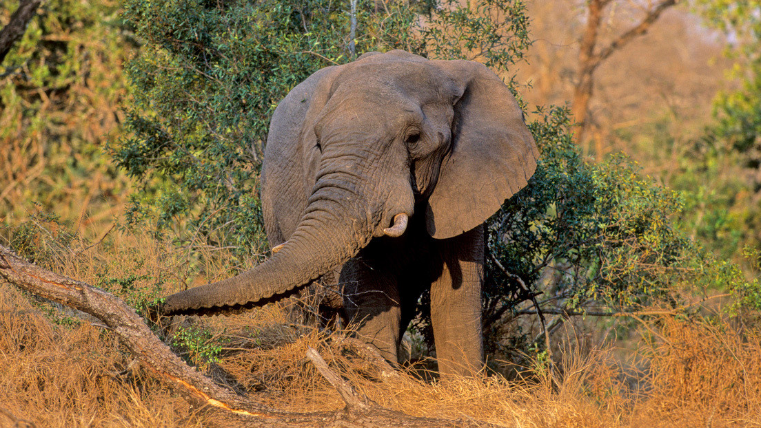 VIDEO: Un guía turístico recibe patadas de un elefante y ni se inmuta