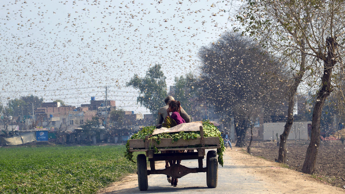 Reportan un ejército de 100.000 patos enviados por China a combatir la peor plaga de langostas en Pakistán: ¿qué tiene de cierto?