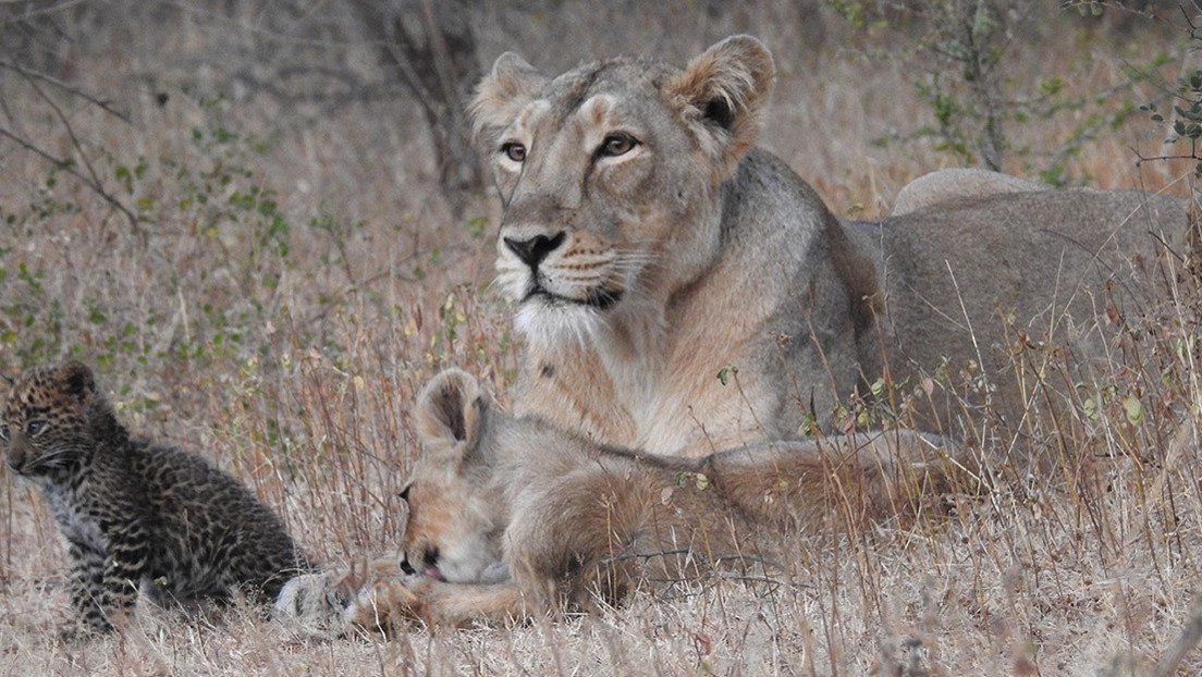 Único caso documentado: una leona adopta y cría a un cachorro de leopardo junto a su camada (FOTOS)